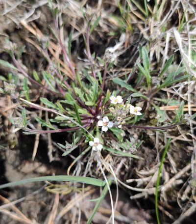 Braya humilis