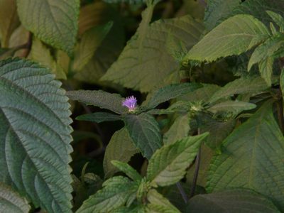 Phyllocephalum scabridum, photographed by Dinesh Valke