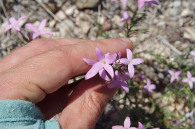 Houstonia acerosa, photographed by Eric Knight