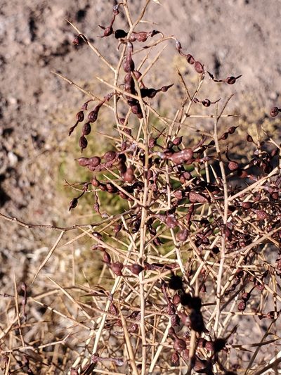 Alhagi maurorum, photographed by Craig Martin