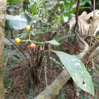 Psychotria capensis, photographed by Margaret Burger