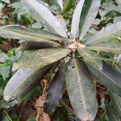 Protorhus longifolia, photographed by Margaret Burger