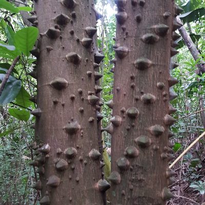 Zanthoxylum capense, photographed by Margaret Burger