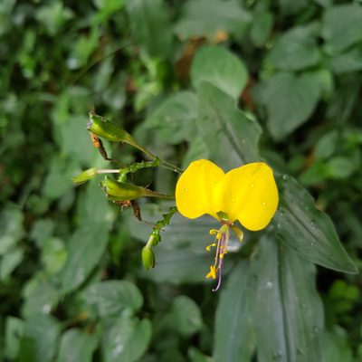 Aneilema aequinoctiale, photographed by Margaret Burger