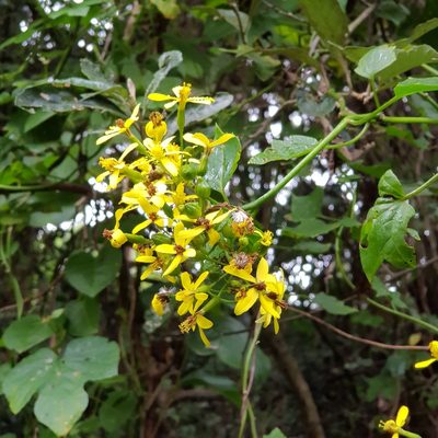 Senecio tamoides, photographed by Margaret Burger
