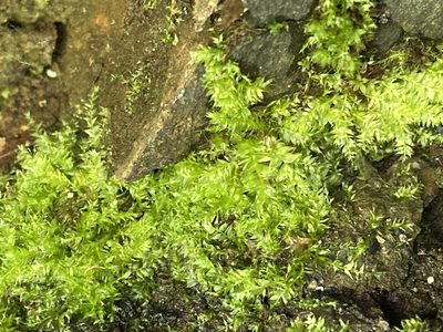 Pseudotaxiphyllum elegans, photographed by Peter Gabler