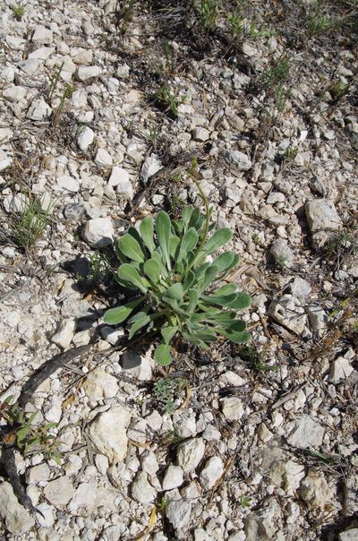 Eriogonum nealleyi, photographed by Eric Knight