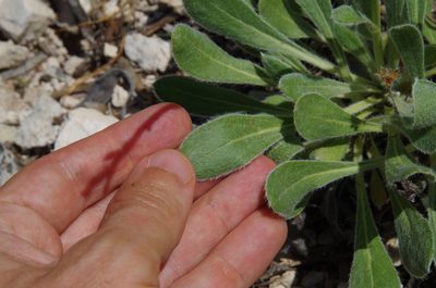 Eriogonum nealleyi, photographed by Eric Knight