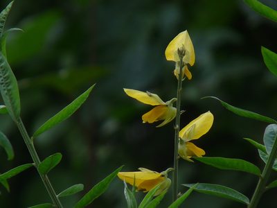 Crotalaria juncea, photographed by Dinesh Valke