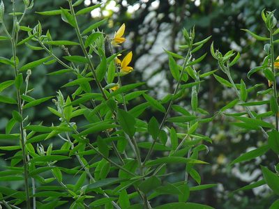 Crotalaria juncea, photographed by Dinesh Valke