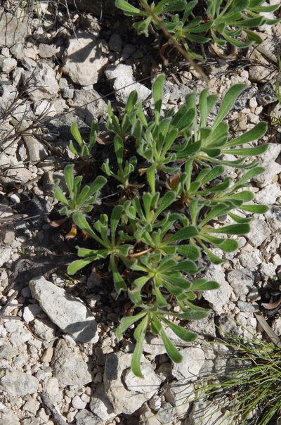 Eriogonum nealleyi, photographed by Eric Knight