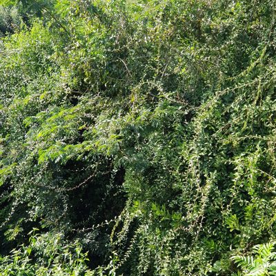 Pereskia aculeata, photographed by Margaret Burger