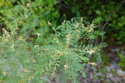 Indigofera caroliniana, photographed by Claire Herzog