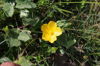 Abutilon wrightii, photographed by Eric Knight