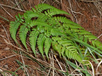 Dryopteris lachoongensis, photographed by Jacy Chen