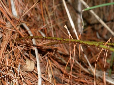Dryopteris lachoongensis, photographed by Jacy Chen