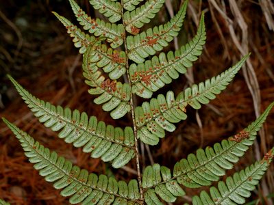 Dryopteris lachoongensis, photographed by Jacy Chen