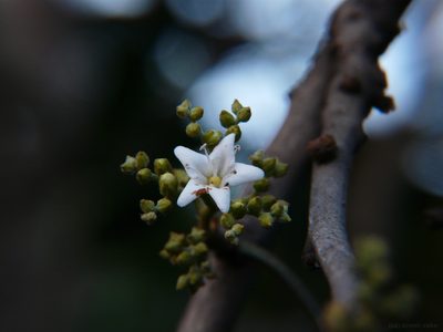 Ehretia aspera, photographed by Dinesh Valke