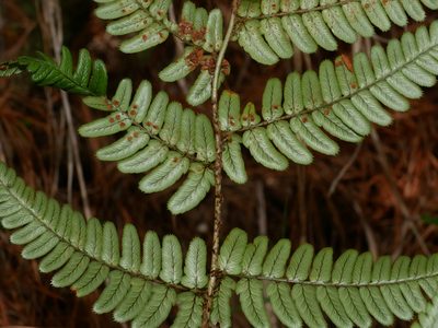 Dryopteris lachoongensis, photographed by Jacy Chen