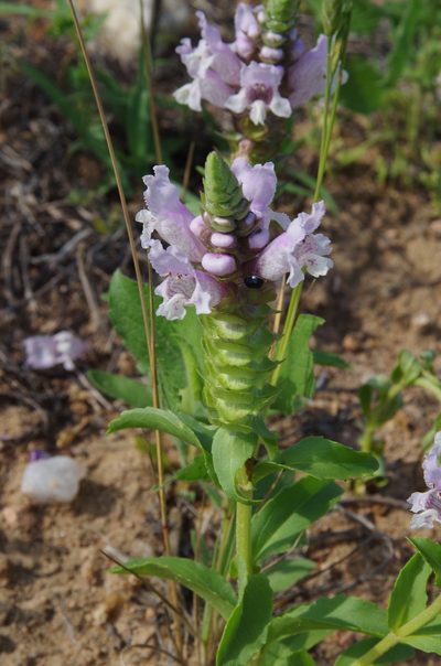 Brazoria enquistii, photographed by Eric Knight