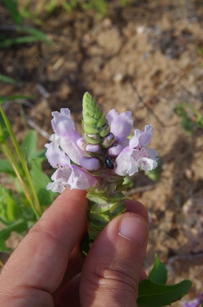 Brazoria enquistii, photographed by Eric Knight