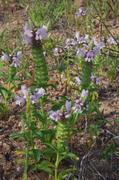 Brazoria enquistii, photographed by Eric Knight