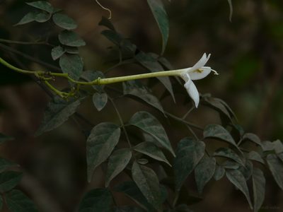 Millingtonia hortensis, photographed by Dinesh Valke