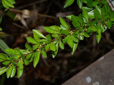 Rhamnus parvifolia, photographed by Jacy Chen