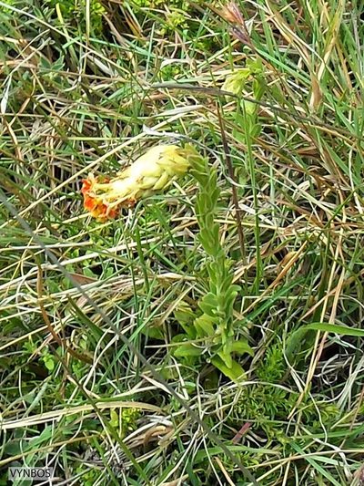 Glumicalyx goseloides, photographed by Chris Vynbos
