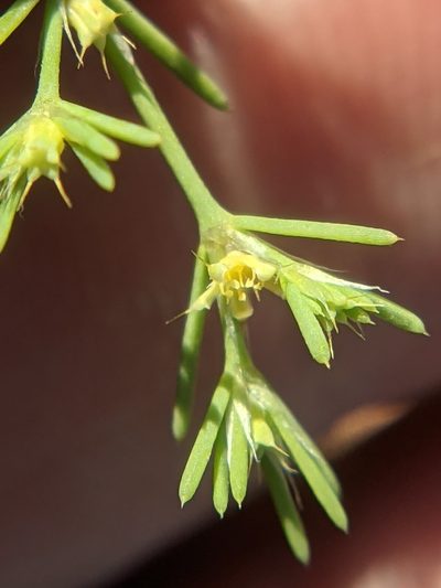 Paronychia setacea, photographed by Eric Knight