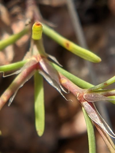 Paronychia setacea, photographed by Eric Knight
