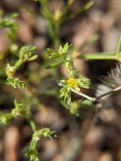 Paronychia setacea, photographed by Eric Knight