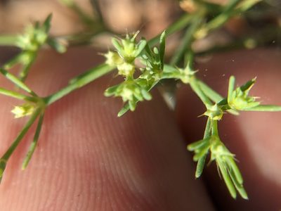 Paronychia setacea, photographed by Eric Knight