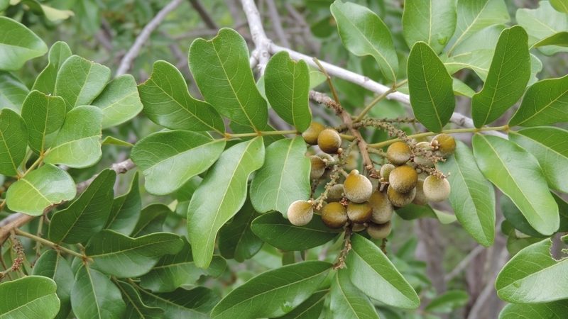 Zanha africana, photographed by i_c_riddell