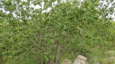 Zanha africana, photographed by i_c_riddell