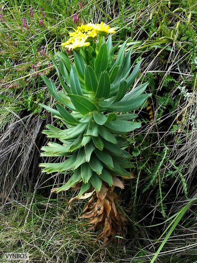 Euryops evansii, photographed by Chris Vynbos