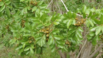 Zanha africana, photographed by i_c_riddell