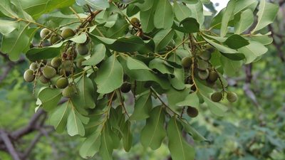 Zanha africana, photographed by i_c_riddell