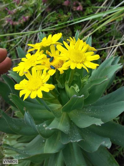 Euryops evansii, photographed by Chris Vynbos