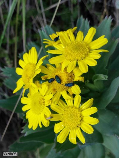 Euryops evansii, photographed by Chris Vynbos