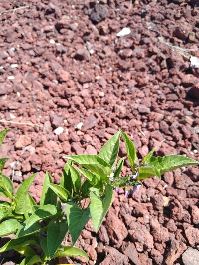 Solanum corymbosum, photographed by Jordi Martínez Martínez