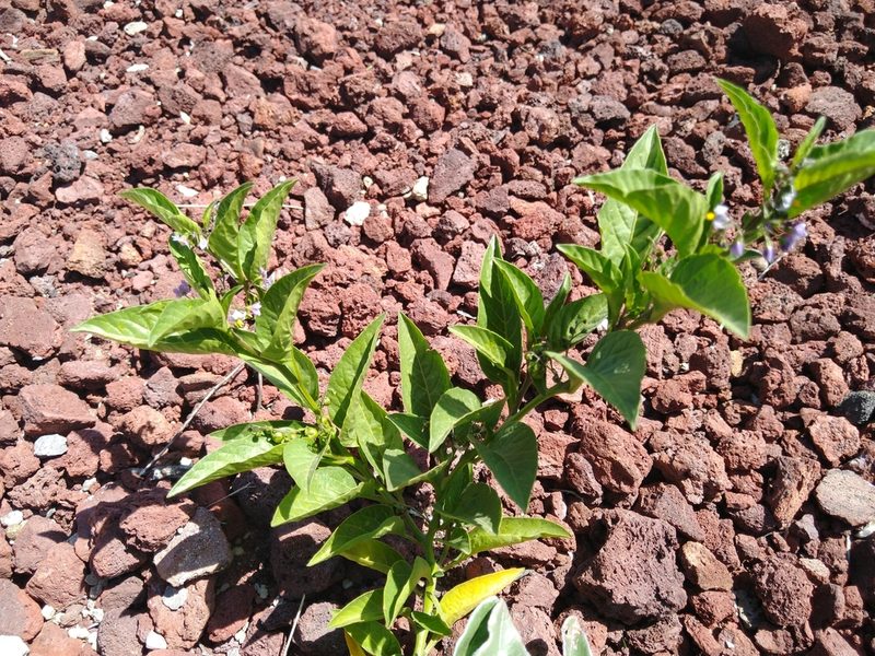 Solanum corymbosum, photographed by Jordi Martínez Martínez