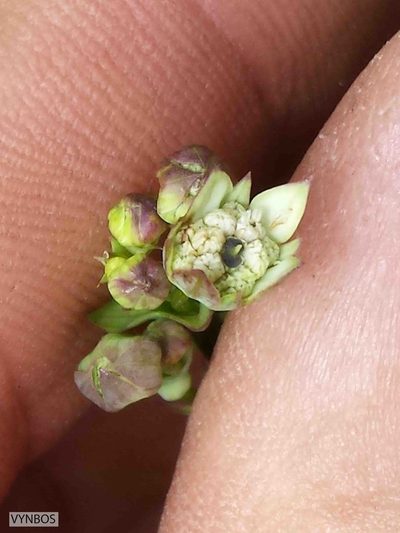 Alepidea woodii, photographed by Chris Vynbos