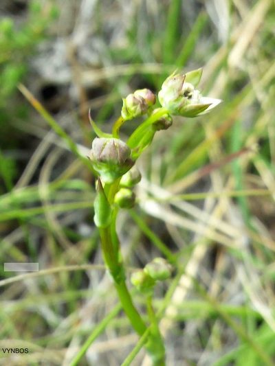 Alepidea woodii, photographed by Chris Vynbos