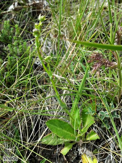 Alepidea woodii, photographed by Chris Vynbos
