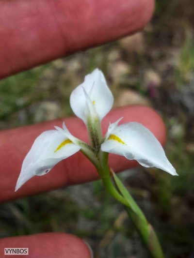Moraea albicuspa, photographed by Chris Vynbos
