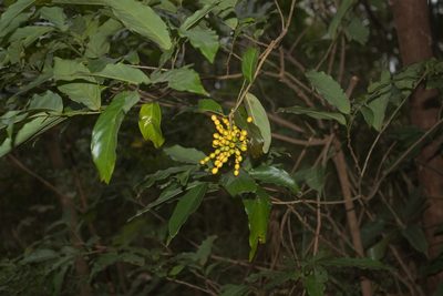 Desmos chinensis, photographed by portioid