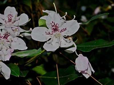 Rhododendron ovatum, photographed by Jacy Chen