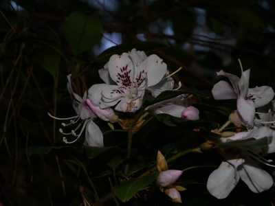 Rhododendron ovatum, photographed by Jacy Chen