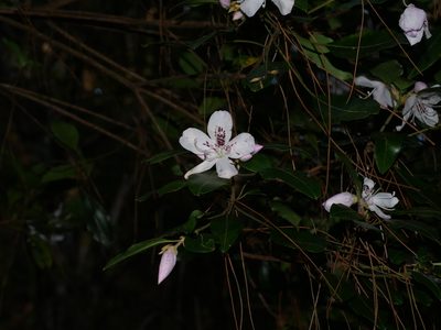 Rhododendron ovatum, photographed by Jacy Chen